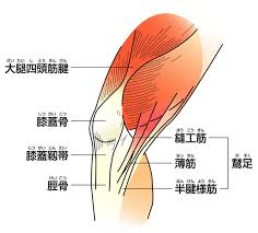 膝筋肉